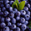 Blueberries: Benefits and Properties